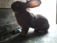 Продавам зайци великани
