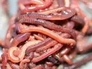 Размножителен материал от червен калифорнийски червей
