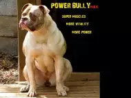 Протеин Power Bully
