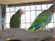Оферта за папагал Кубинска Амазона работна двойка