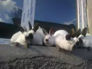 Продавам зайци в гр.София