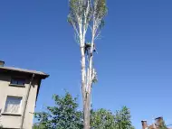 Рязане и кастрене на дървета