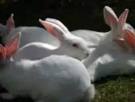 продавам зайци за клане броилерна порода между 2.7 и 3 кг.