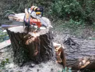 Професионално рязане на опасни дървета, поддръжка и оформяне