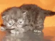 Малко персийско котенце