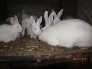 Зайци цика