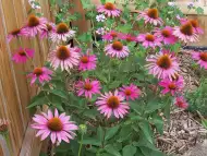 Ехинацея - красиво градинско цвете и полезна билка