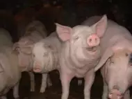Продавам бременни свине майки и угоени прасета