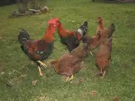 Продаваме домашни пилета