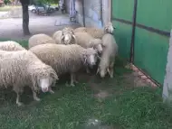 Продавам овце