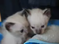 Продавам сиамски котета, родени на 02.05.2018