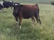 Спешно се продават крави