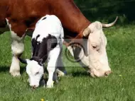 Заплодена крава на 5 месеца, сукалче и 4 месечно