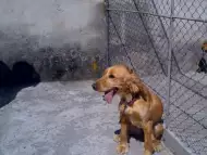работещо куче за лов на трюфели