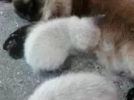 Чистокръвни сиамски котки