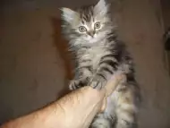 персииски котета