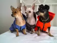 Дрехи за кучета - дъждобран
