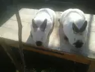 Продавам калифорнийски зайци