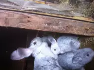 Продажба на зайци