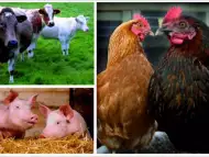 Фуражни смески за селскостопански животни и птици