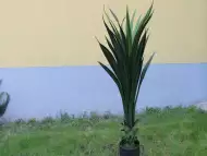 Изкуствена палма Юка Филаментоса.