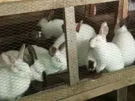 Калифорнийски зайци