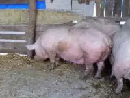 Продавам свине майки