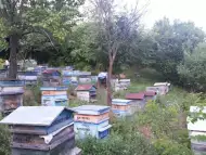 Продавам пчелни семейства без сандъци