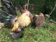 Продавам пилета и яйца от породата Холандска гащата кокошка