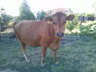 Продавам Крава