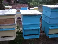 Пчелни семейства