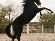 Обучение по конна езда