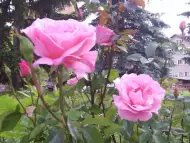 Маслодайна роза Елейна - пикиран разсад.