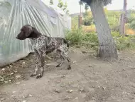 Курцхаар, женски - ловно куче