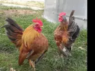 Серама - най - дребната кокошка
