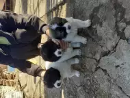 Каракачанско овчарско куче