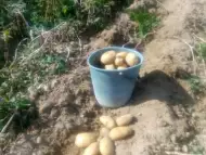 Продавам картофи