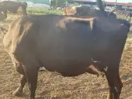 Продавам млечни крави