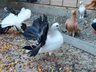 Свободни гълъби