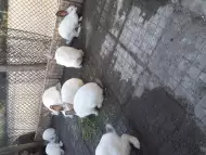Домашни зайчета