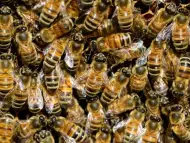 Изкупуване на пчелен мед