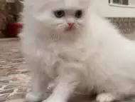 Персийско котенце
