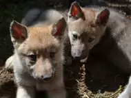 Czechoslovakian wolfdog puppies