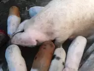 Продавам Свиня майка със нейните 7 мъжки прасенца