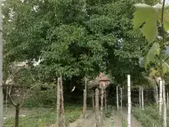 Орехова дървесина