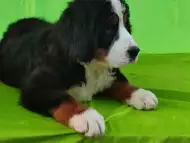 Бернско планинско куче
