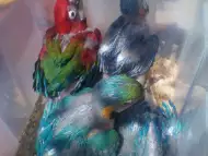 Папагали ара и жако