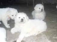 Малки кученца от породата Словашки чувач