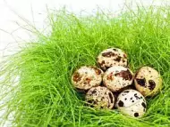 Яйца от пътпъдъци