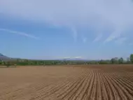 Купувам земеделска земя в общините Пордим и Левски